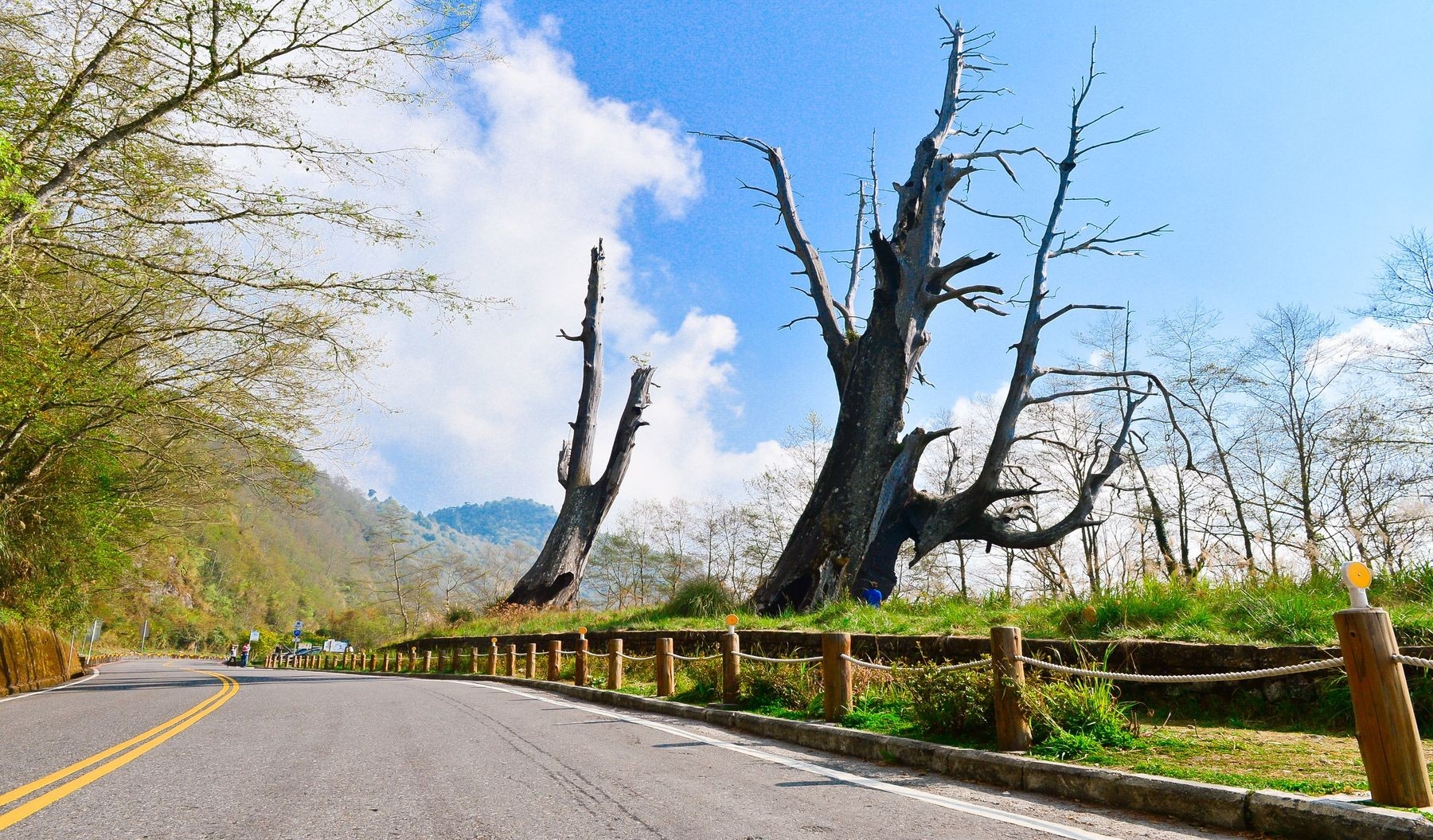 Nantou, New Central Cross road, Fuci tree