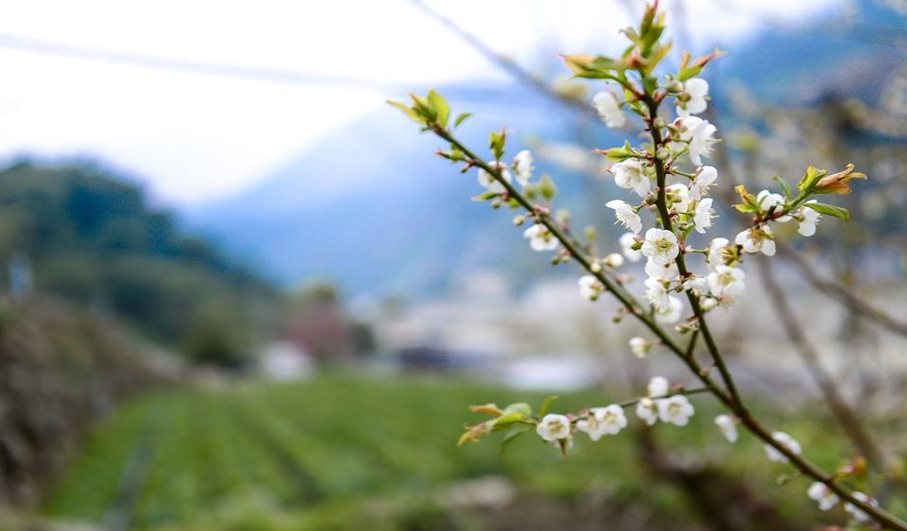 plum blossoms