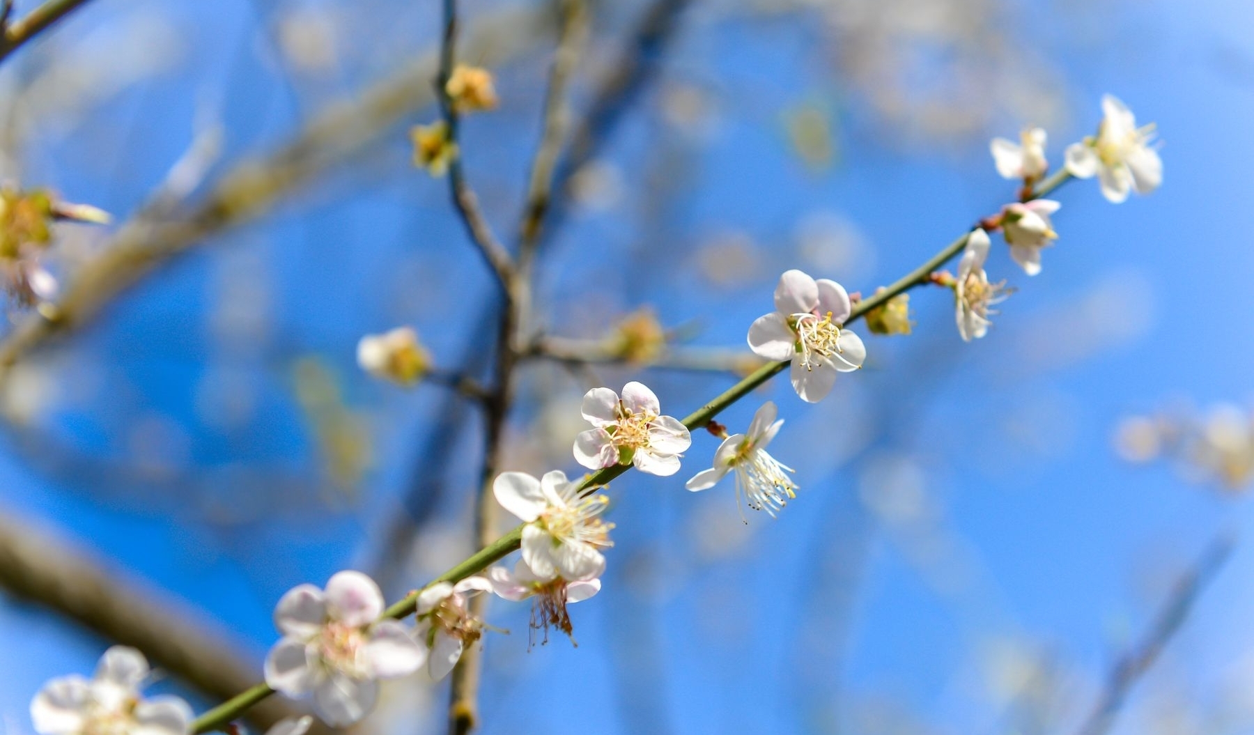 plum blossoms