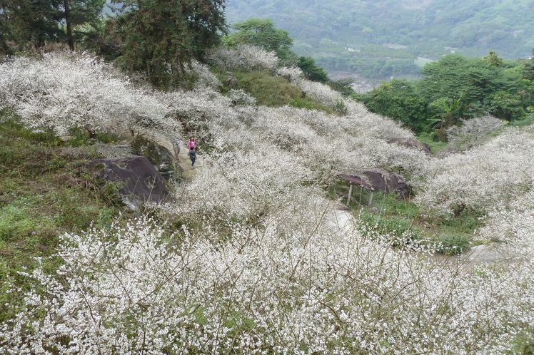 烏松崙梅花