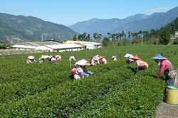 草坪頭 玉山觀光茶園