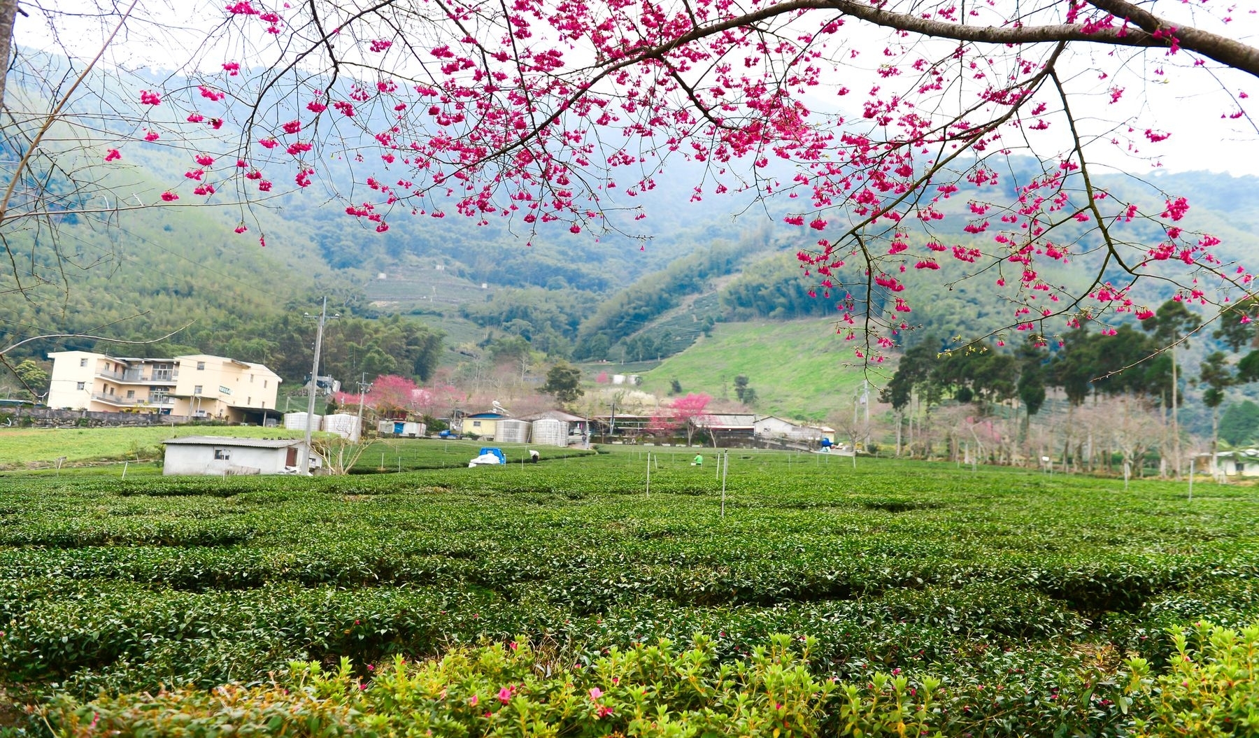2023年草坪頭櫻花季 花與茶之饗宴