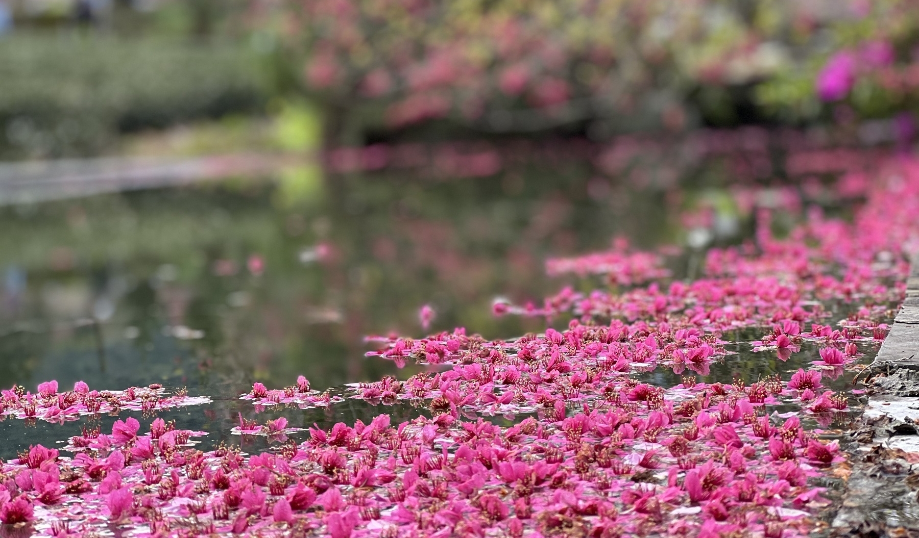 草坪頭櫻花季 茶與花饗宴