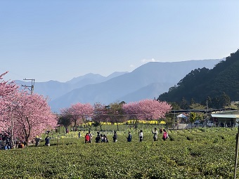 草坪頭櫻花 草坪頭櫻花