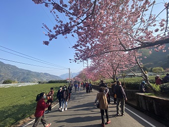 草坪頭櫻花 草坪頭櫻花