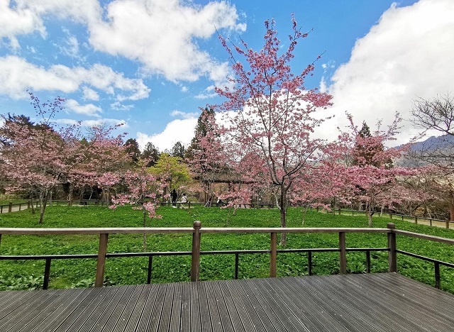 阿里山櫻花 阿里山櫻花