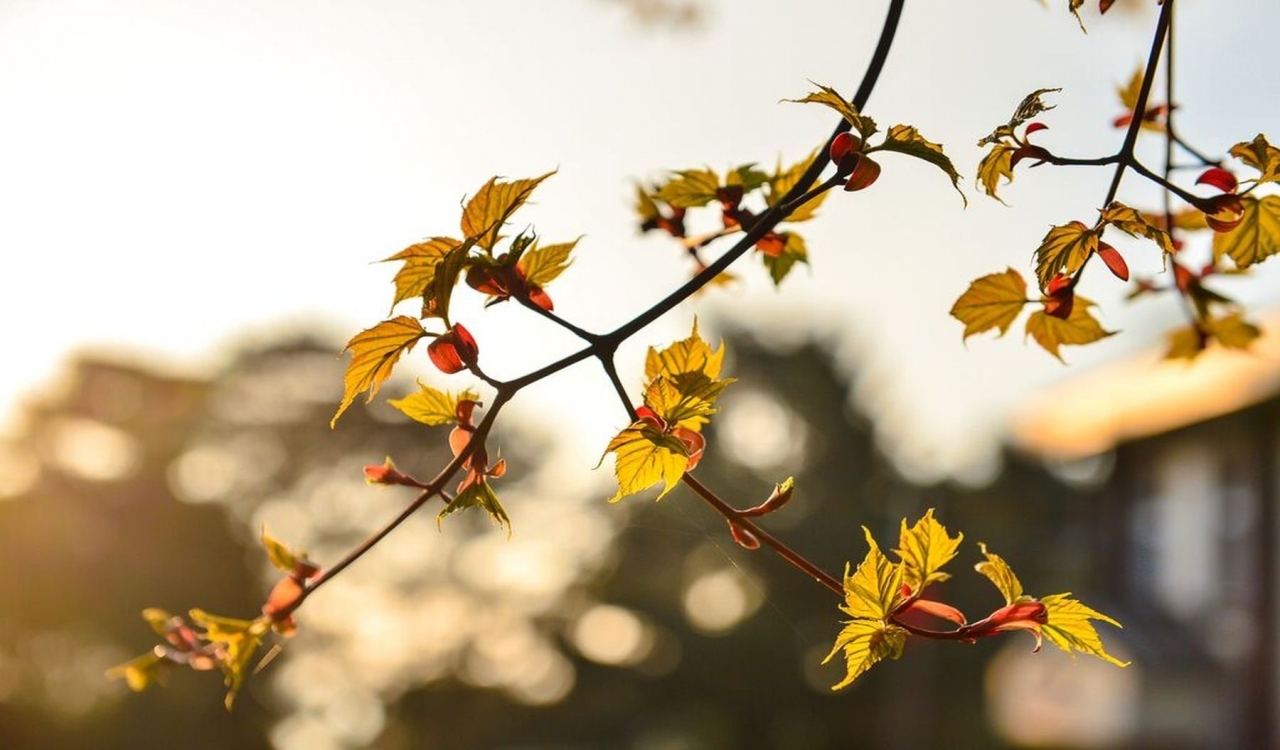 新中橫公路楓葉 新中橫公路楓葉