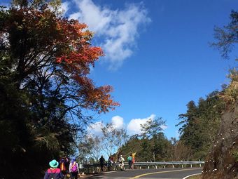 新中橫公路 楓情 東埔帝綸