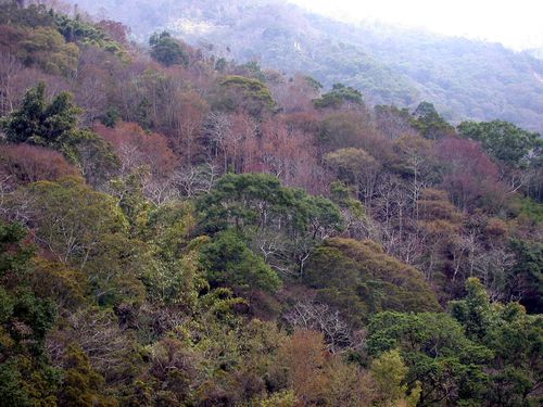 新中橫公路楓葉 新中橫公路楓葉