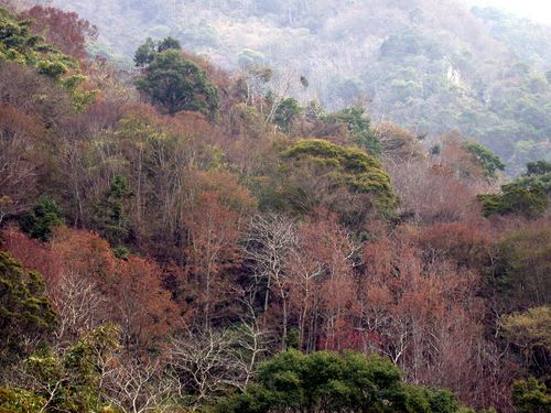 新中橫公路楓葉 新中橫公路楓葉