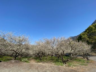 信義鄉 土場梅園 東埔帝綸