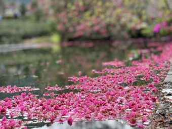 草坪頭櫻櫻 東埔帝綸
