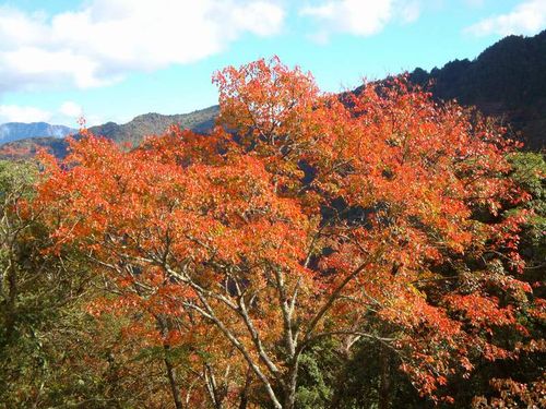 塔塔加賞楓 塔塔加賞楓