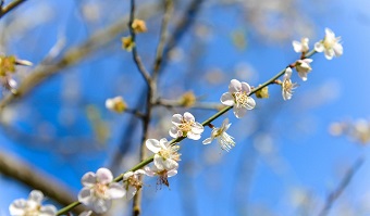 信義鄉梅花 信義鄉梅花