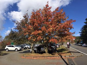 塔塔加 新中橫 楓