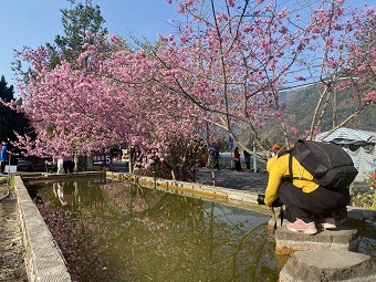 草坪頭櫻花 草坪頭櫻花