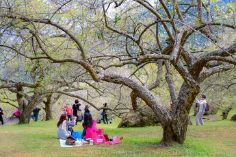 柳家梅園 柳家梅園