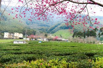 草坪頭櫻花 草坪頭櫻花