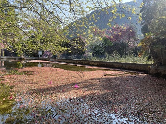 草坪頭櫻花 草坪頭櫻花