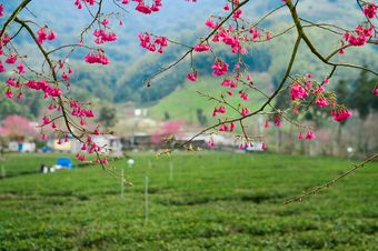 草坪頭玉山觀光茶園 櫻花 帝綸