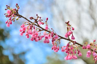 阿里山櫻花 阿里山櫻花