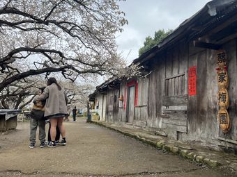 外坪頂蔡家梅園 東埔帝綸