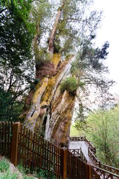 新中橫公路鹿林神木