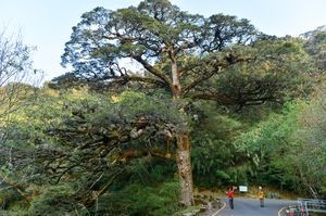 玉山登山口大鐵杉