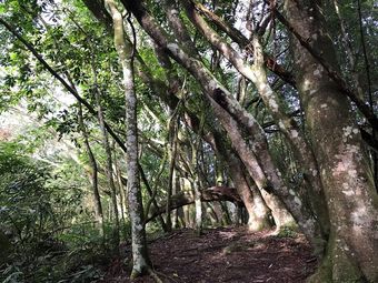 獵人古道 杉木林